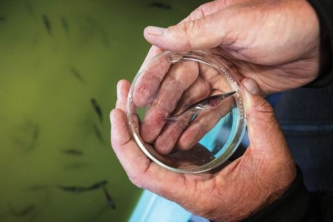 双手捧着装有幼年匙吻鲟的玻璃培养皿