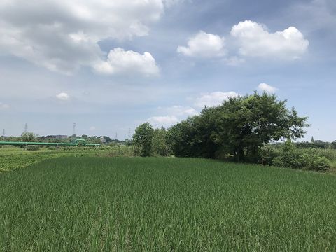 夏季浙江省兰溪市永昌镇一片绿油油的稻田